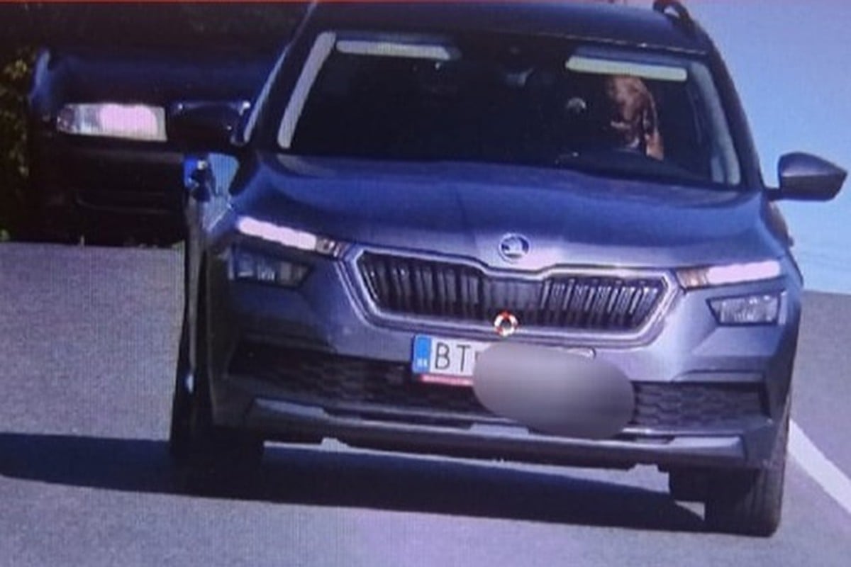 Người đàn ông Slovakia bị phạt vì để chó ngồi vào ghế lái ô tô - Ảnh 1.