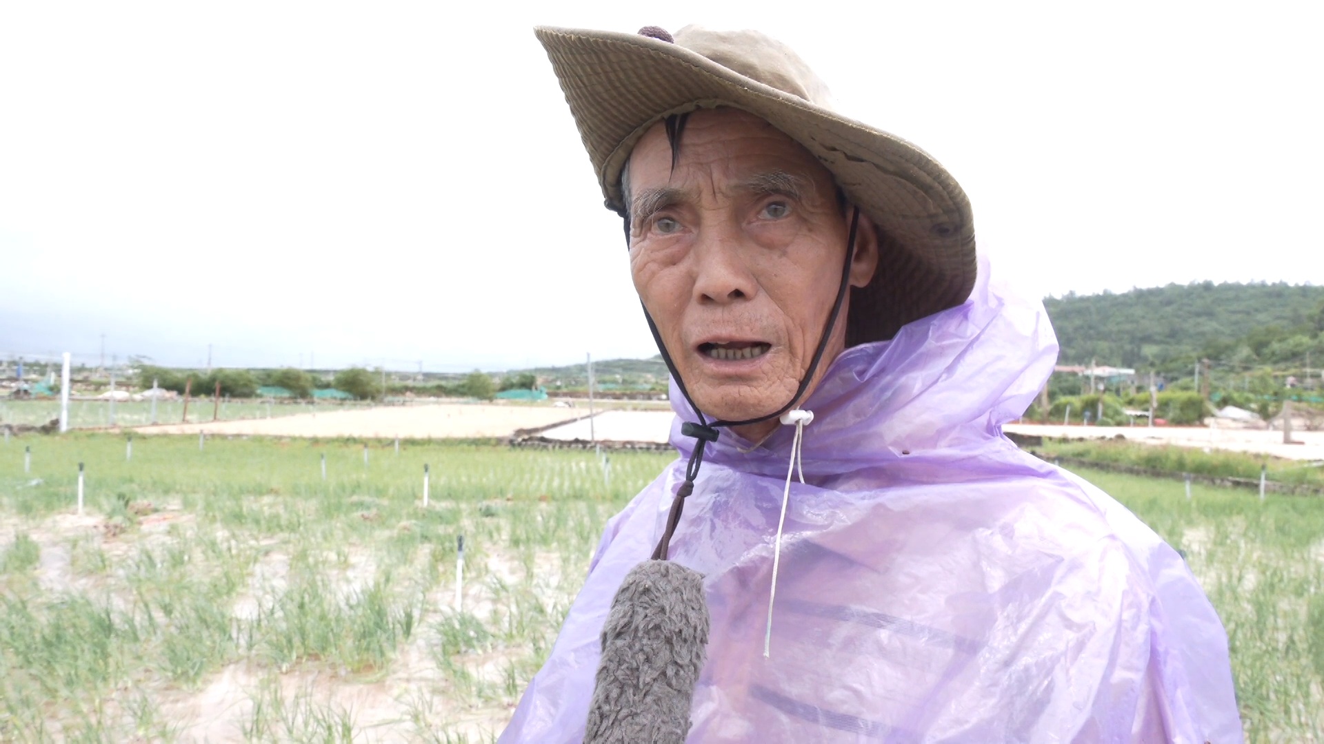 Mưa lớn gây ngập úng, nông dân Lý Sơn tất tả thu hoạch cây đặc sản - Ảnh 9.