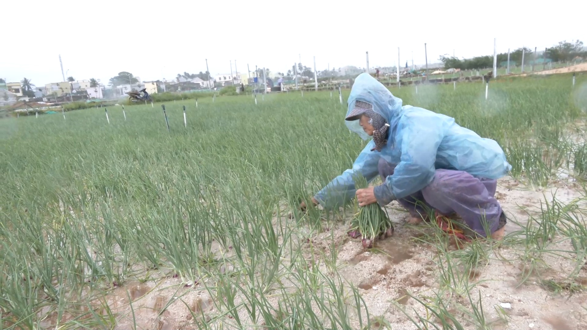 Mưa lớn gây ngập úng, nông dân Lý Sơn tất tả thu hoạch cây đặc sản - Ảnh 8.