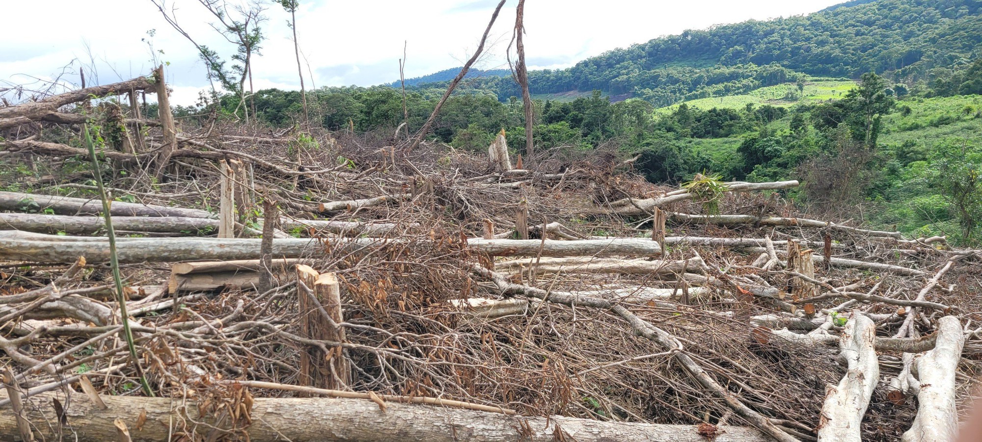 Bắt thanh niên cầm đầu vụ phá 2,5 ha rừng tại Gia Lai - Ảnh 1.