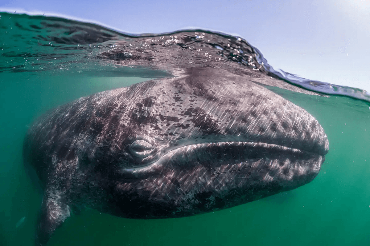 Hàng nghìn cá voi xám chết dạt vào bờ biển: Bí ẩn không thể giải thích được vừa sáng tỏ - Ảnh 2.