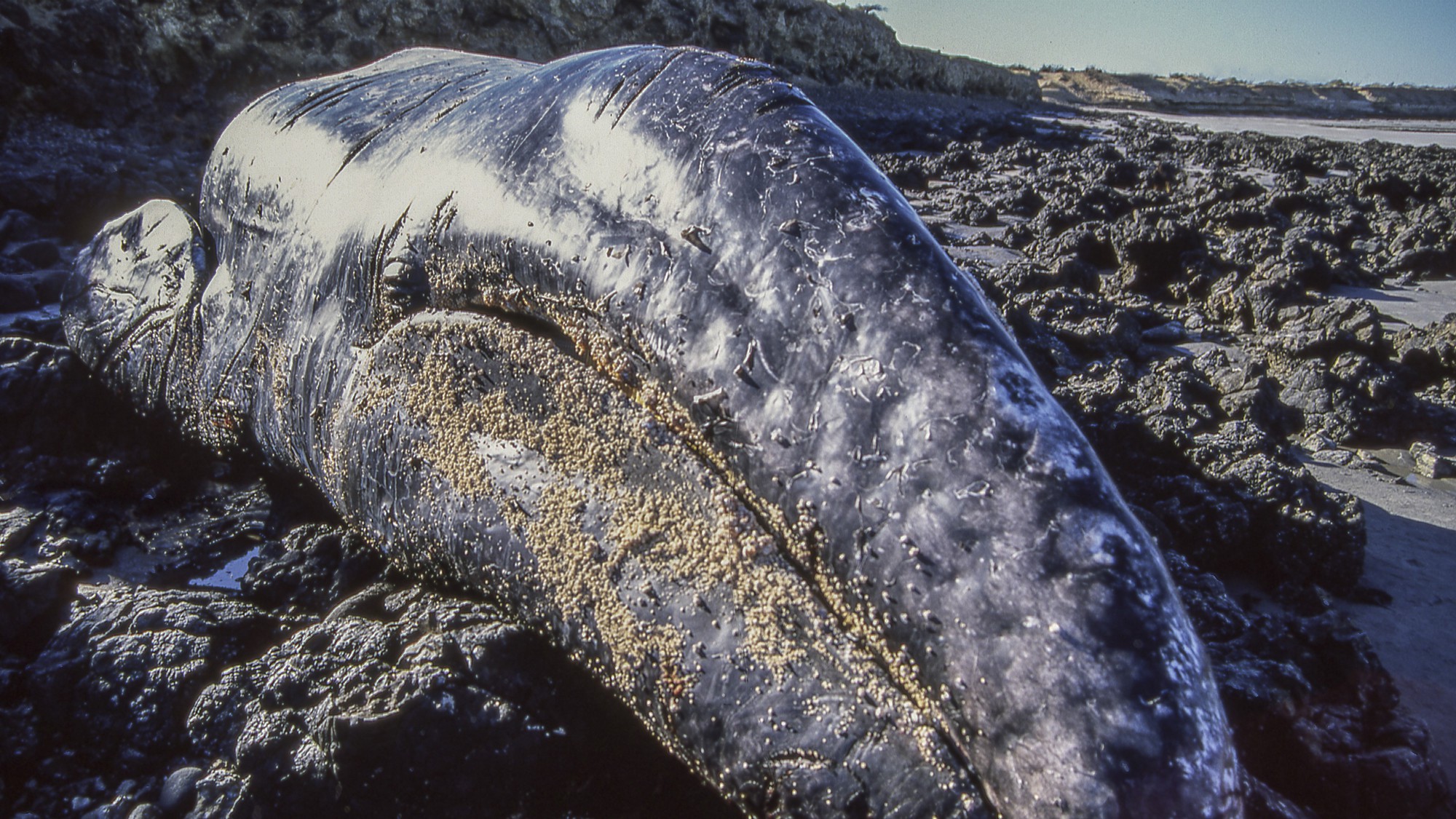 Hàng nghìn cá voi xám chết dạt vào bờ biển: Bí ẩn không thể giải thích được vừa sáng tỏ - Ảnh 1.