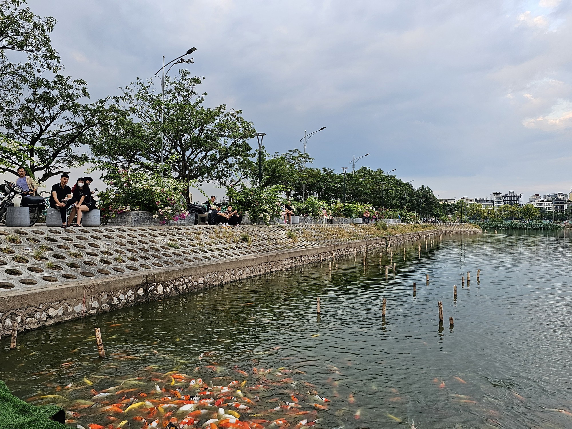 Hà Nội: Người dân tranh thủ ngắm cá koi ở hồ Đâm Đông trước khi bị di chuyển - Ảnh 10.