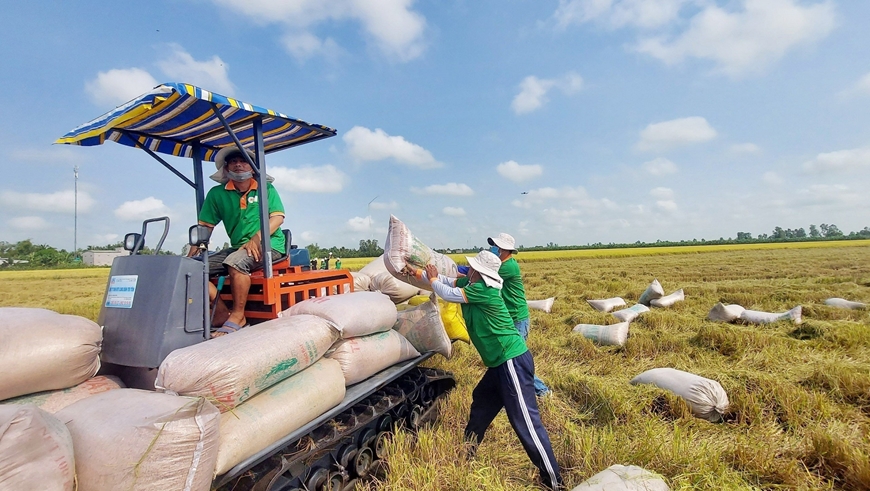 Giá gạo xuất khẩu Việt Nam đắt nhất thế giới - Ảnh 1.