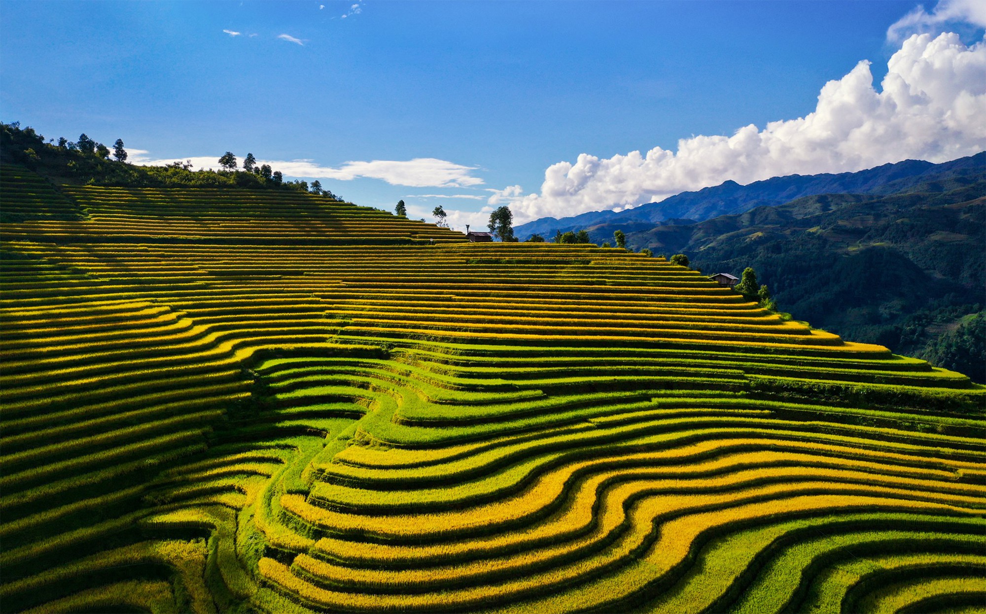 Chiêm ngưỡng vẻ đẹp ruộng bậc thang Mù Cang Chải (Yên Bái) mùa lúa chín - Ảnh 5.