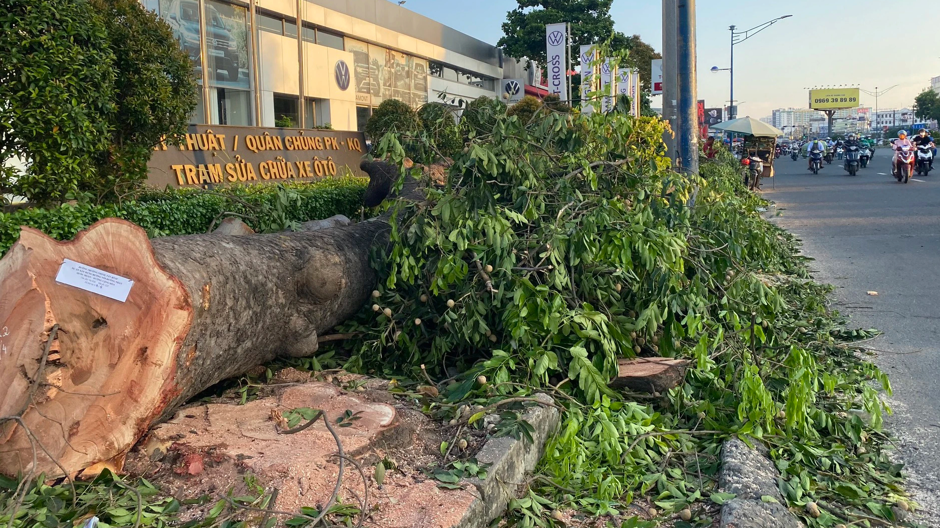 Hàng cây xà cừ cổ thụ bên hông sân bay Tân Sơn Nhất bị đốn hạ để làm đường - Ảnh 1.