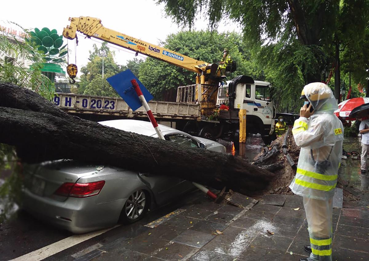 Những tác hại không ngờ của việc đỗ xe ô tô dưới tán cây - Ảnh 2.