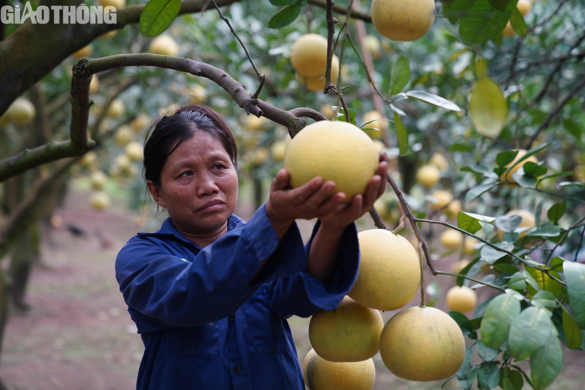 Thủ phủ bưởi Diễn tất bật vào vụ Tết - Ảnh 5.