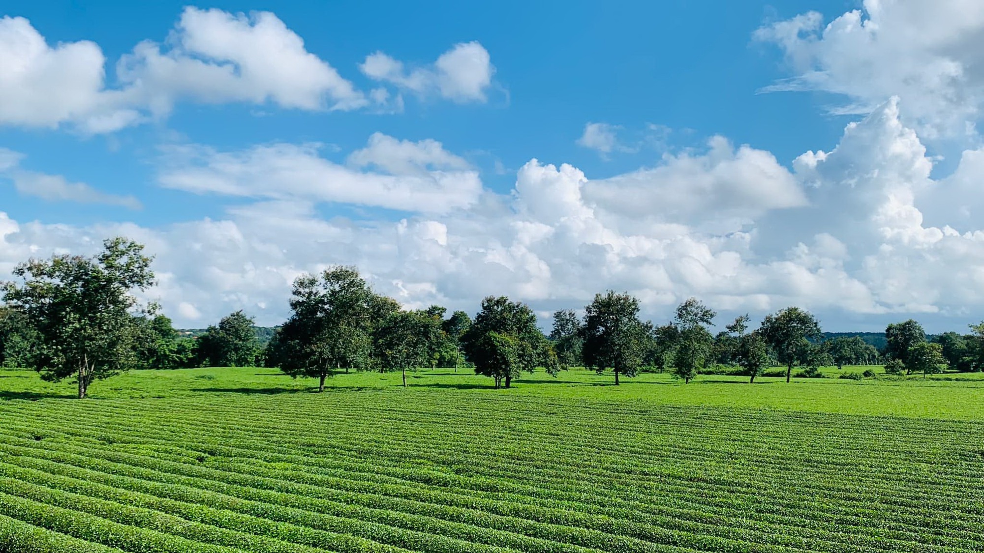 Miên man bên đồi chè 100 năm tuổi ở cao nguyên Chư Pah - Ảnh 2.