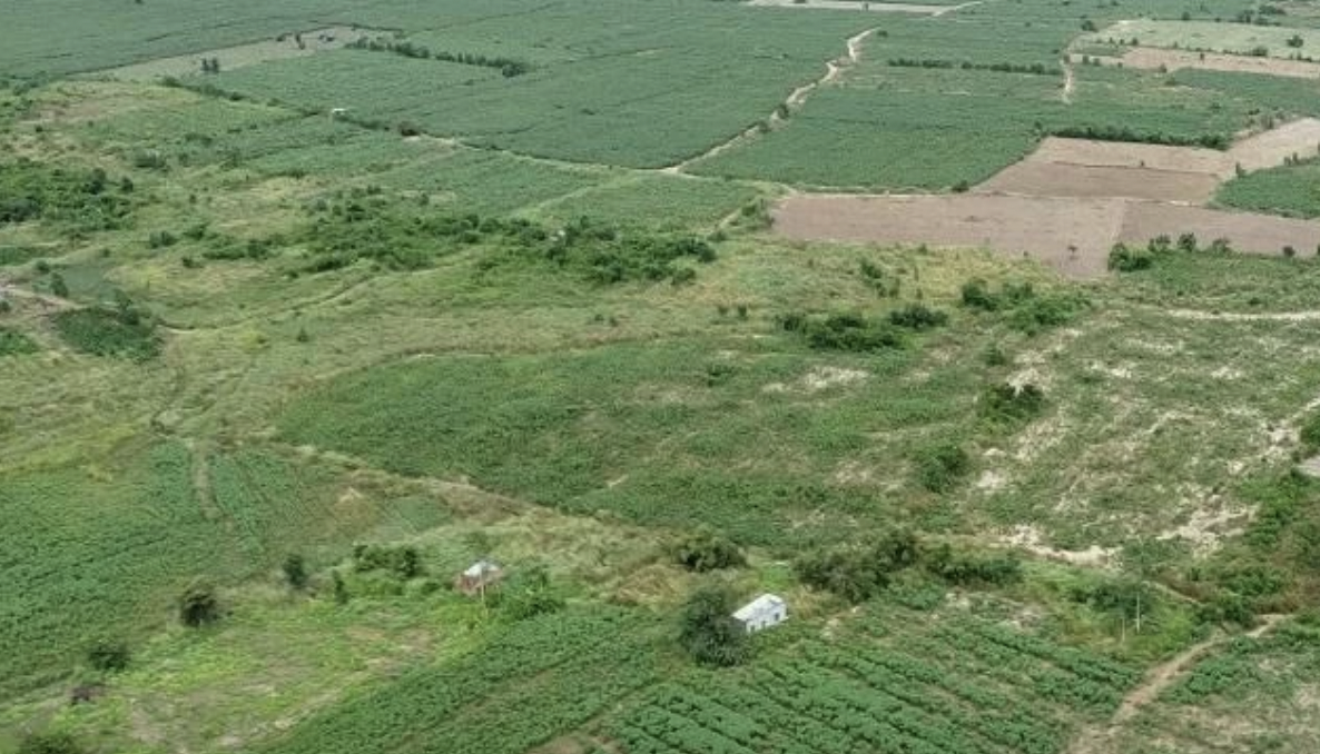 Hơn 100ha đất xây dựng sân bay Long Thành bị chiếm dụng để trồng khoai mì - Ảnh 2.