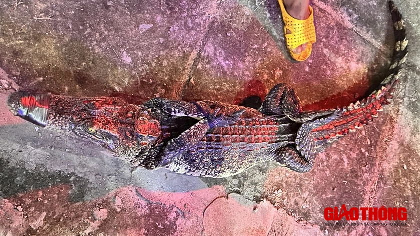 Đã bắt dính con cá sấu nổi trên kênh xáng Phụng Hiệp - Ảnh 1.