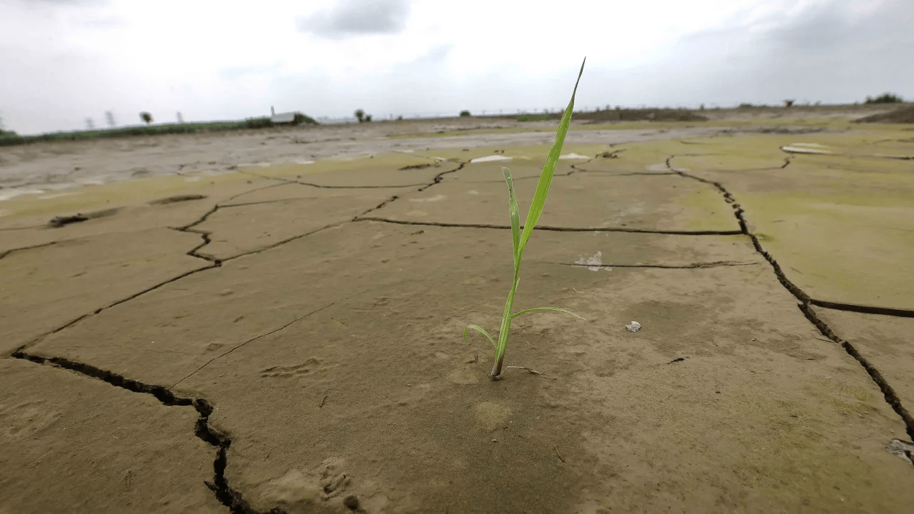 Biến đổi khí hậu đã tàn phá kho gạo của Ấn Độ, giá gạo Việt Nam tăng vọt - Ảnh 1.