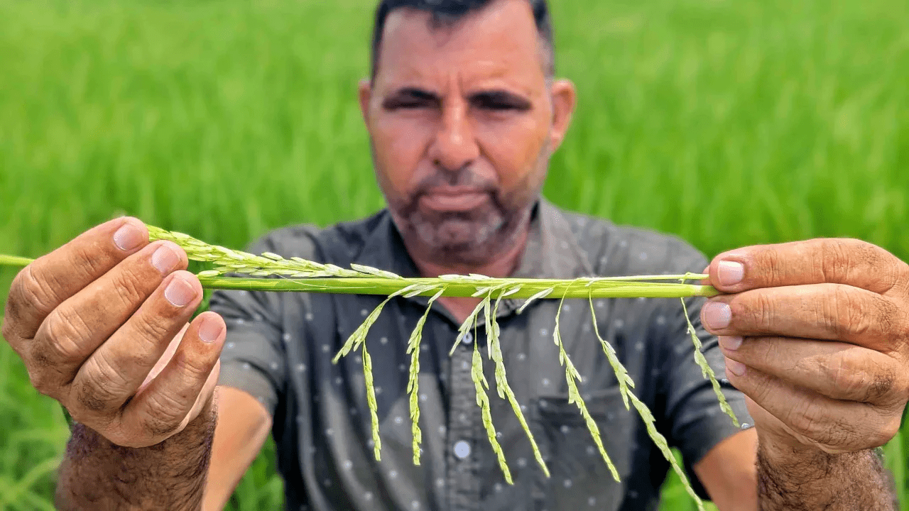 Biến đổi khí hậu đã tàn phá kho gạo của Ấn Độ, giá gạo Việt Nam tăng vọt - Ảnh 3.
