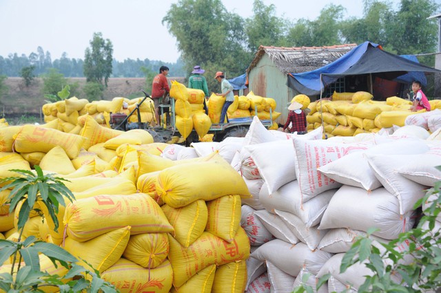 Giá gạo Việt xuất khẩu giảm mạnh, có giảm tiếp? - Ảnh 1.