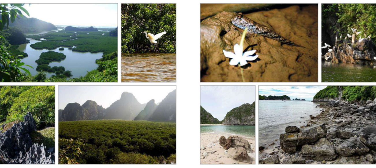Quần đảo Cát Bà là lần đầu tiên được công nhận Di sản thiên nhiên thế giới - Ảnh 4.