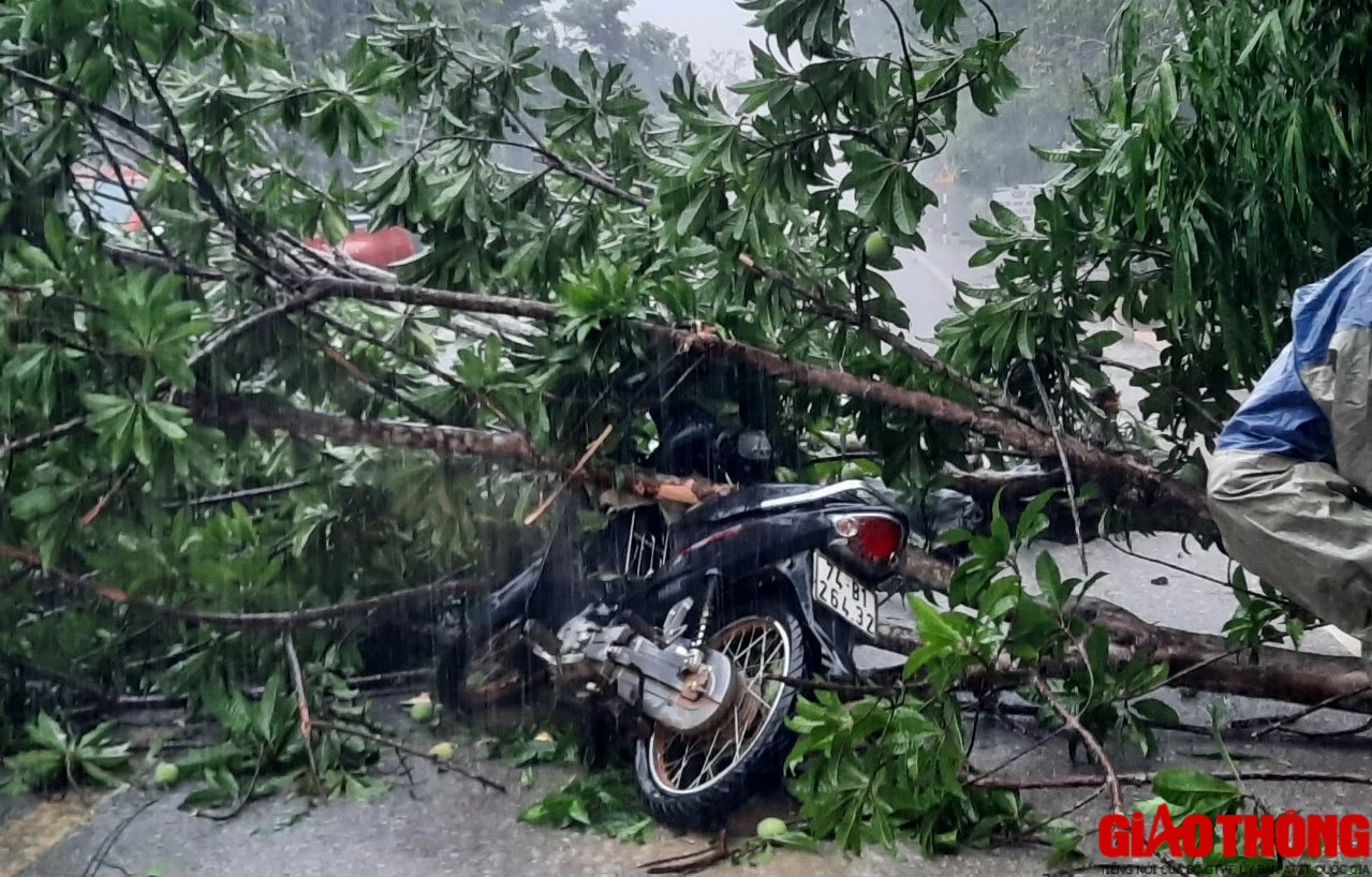 Mưa lớn, cây bật gốc đè trúng người chạy xe máy ở Quảng Trị - Ảnh 1.