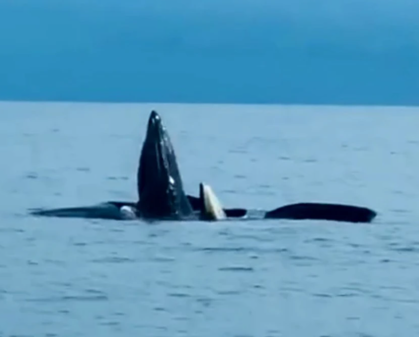 Ngỡ ngàng clip đàn cá voi nặng cả tấn trồi trên mặt biển nô đùa ở huyện đảo Cô Tô - Ảnh 1.