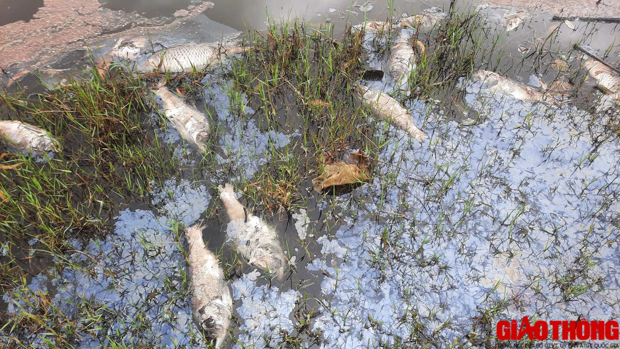 Cá chết nổi lềnh bềnh bốc mùi nồng nặc tại hồ sinh thái đầm An Trung, Quảng Trị - Ảnh 1.