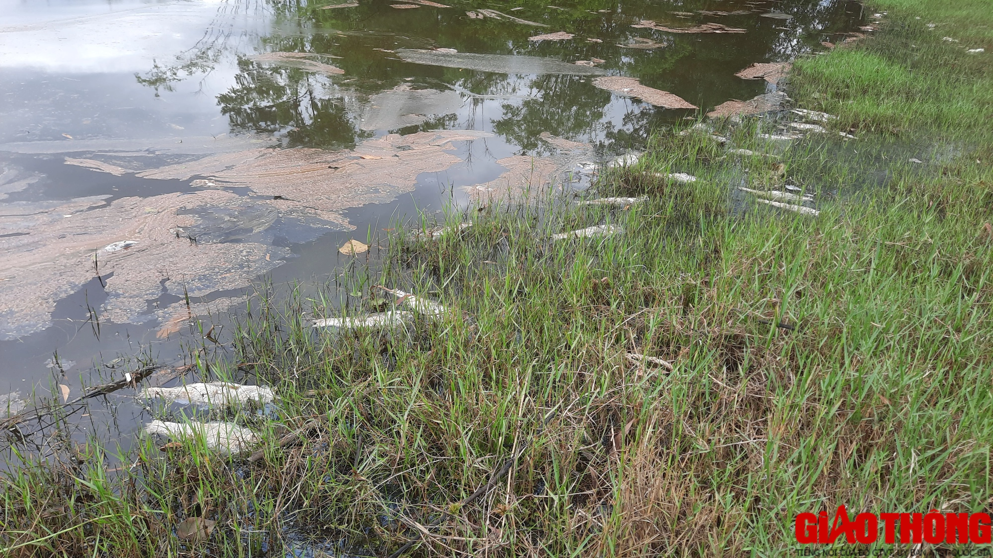 Cá chết nổi lềnh bềnh bốc mùi nồng nặc tại hồ sinh thái đầm An Trung, Quảng Trị - Ảnh 5.