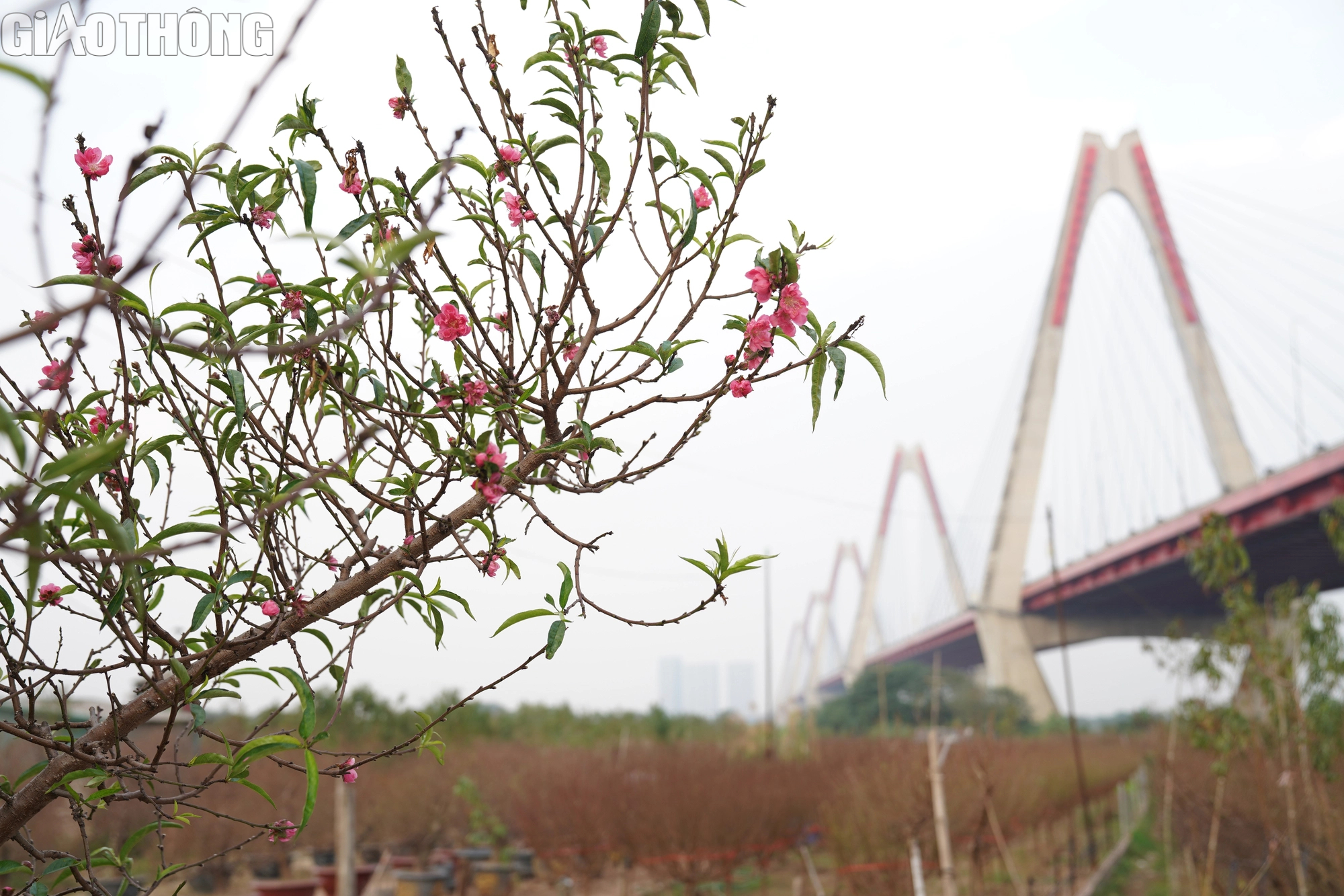 Dân trồng đào Nhật Tân thấp thỏm vì hoa nở sớm- Ảnh 4.