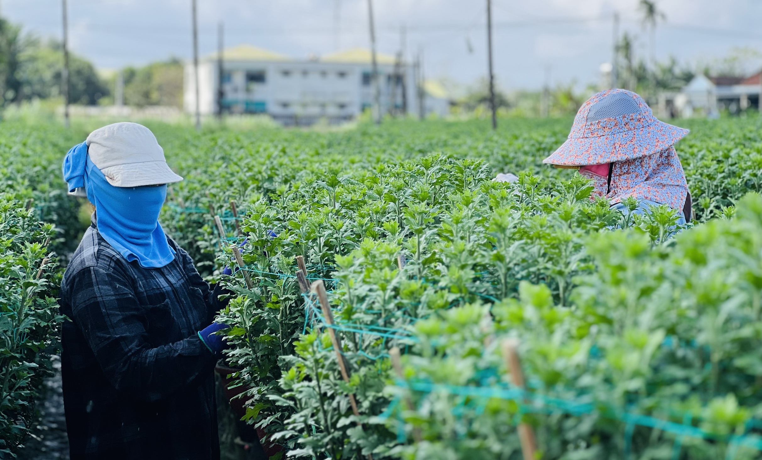 Chơi Tết sớm ở làng hoa lớn nhất miền Trung- Ảnh 3.