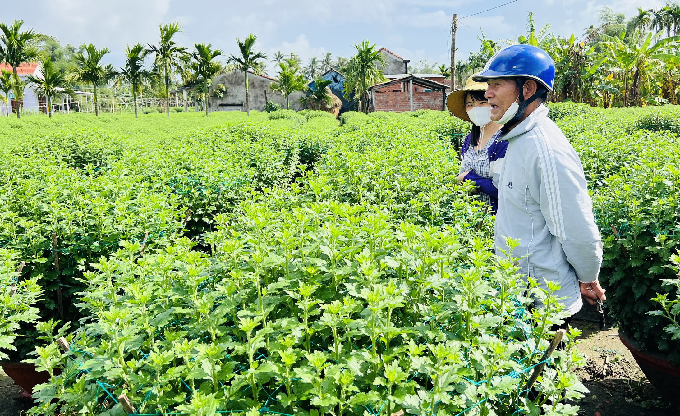 Chơi Tết sớm ở làng hoa lớn nhất miền Trung- Ảnh 4.