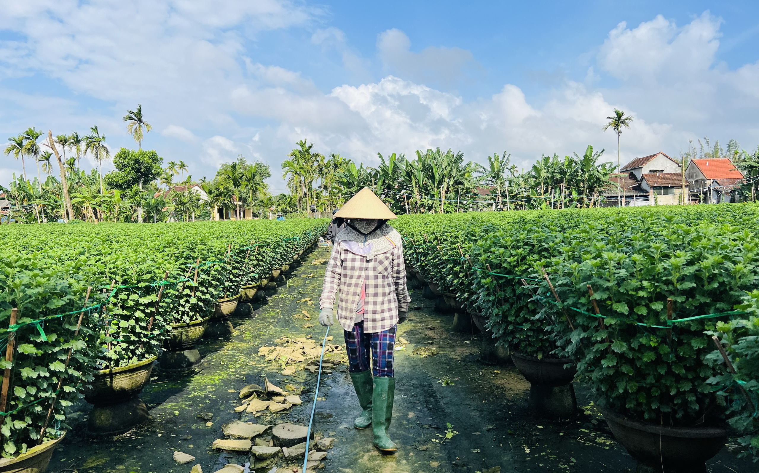 Chơi Tết sớm ở làng hoa lớn nhất miền Trung- Ảnh 10.