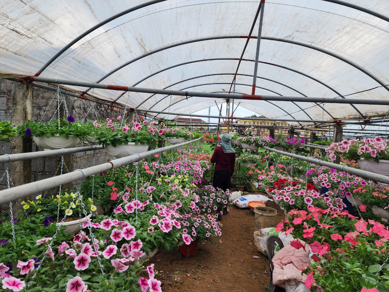 Làng hoa lớn nhất Thái Bình tấp nập khách mua, giá hoa Tết dự kiến tăng nhẹ- Ảnh 4.