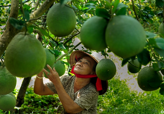 Bình Dương tổ chức lễ hội bưởi đón tết Nguyên đán- Ảnh 1.