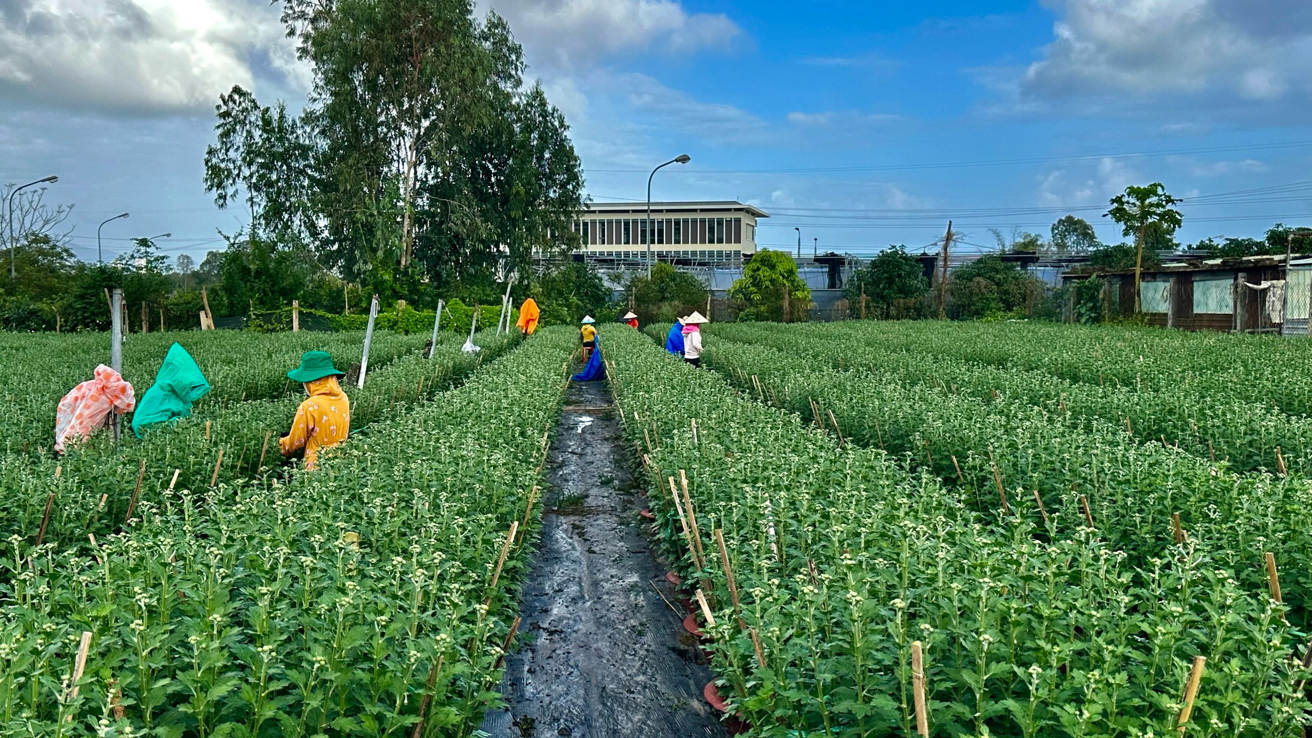 Nông dân Đà Nẵng tất bật chăm hoa, sẵn sàng phục vụ chợ Tết- Ảnh 1.