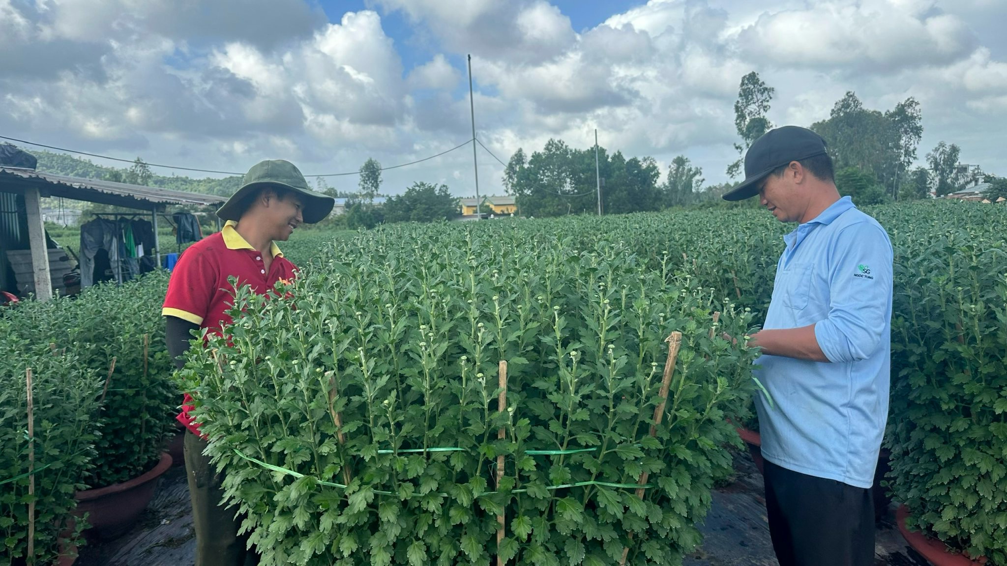 Nông dân Đà Nẵng tất bật chăm hoa, sẵn sàng phục vụ chợ Tết- Ảnh 2.