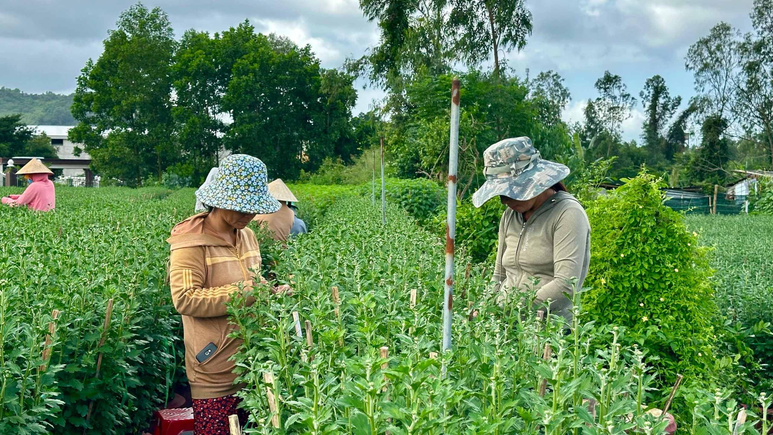 Nông dân Đà Nẵng tất bật chăm hoa, sẵn sàng phục vụ chợ Tết- Ảnh 5.