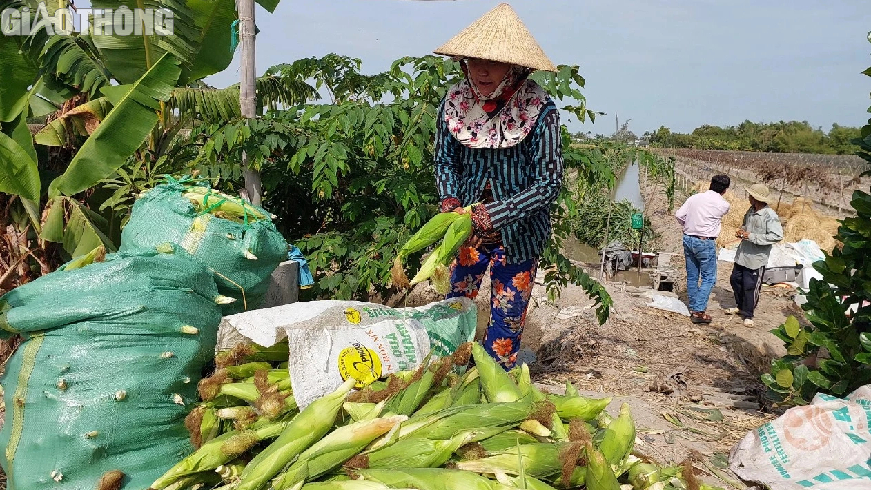 Nông dân Bạc Liêu trúng mùa bắp, hứa hẹn đón Tết sung túc, ấm no- Ảnh 7.