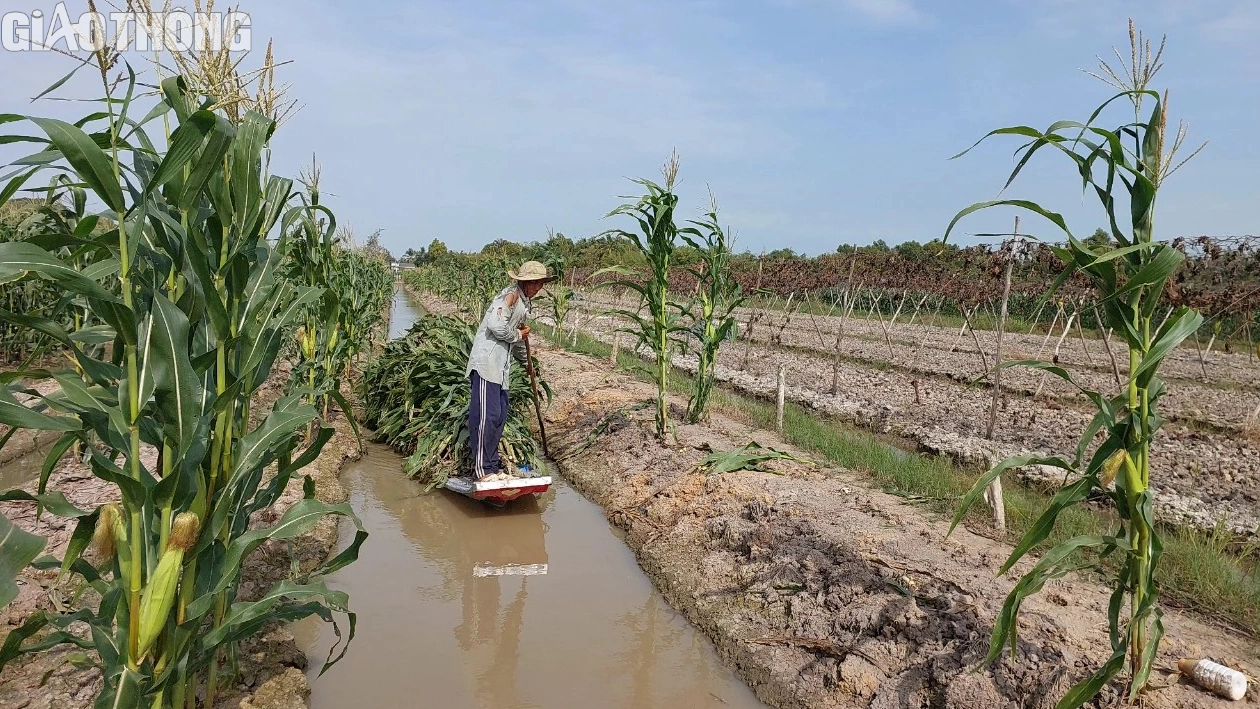 Nông dân Bạc Liêu trúng mùa bắp, hứa hẹn đón Tết sung túc, ấm no- Ảnh 9.