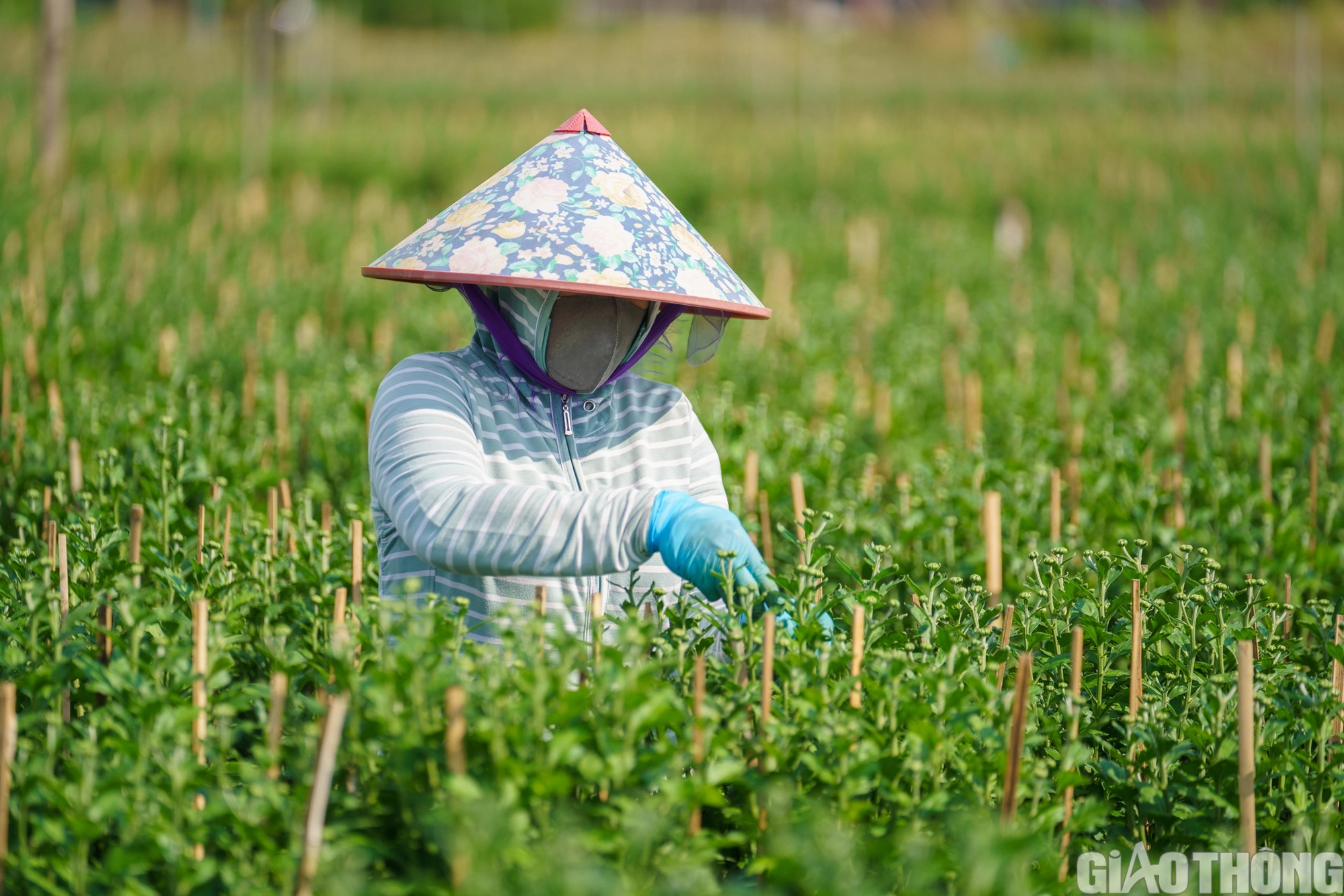 Làng hoa lớn nhất TP.HCM sẵn sàng cho tết Nguyên đán Giáp Thìn- Ảnh 6.