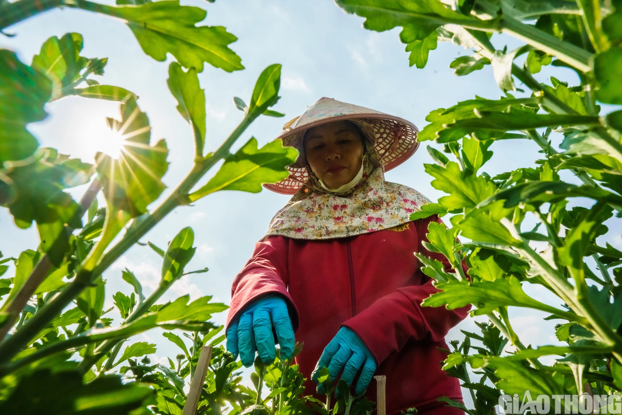 Làng hoa lớn nhất TP.HCM sẵn sàng cho tết Nguyên đán Giáp Thìn- Ảnh 3.