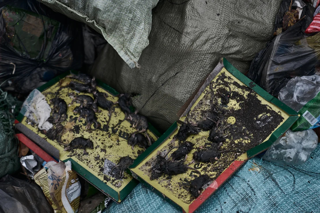 Các miếng bẫy dính đầy chuột tại khu vực Bakhmut (Donetsk) (Ảnh: CNN)