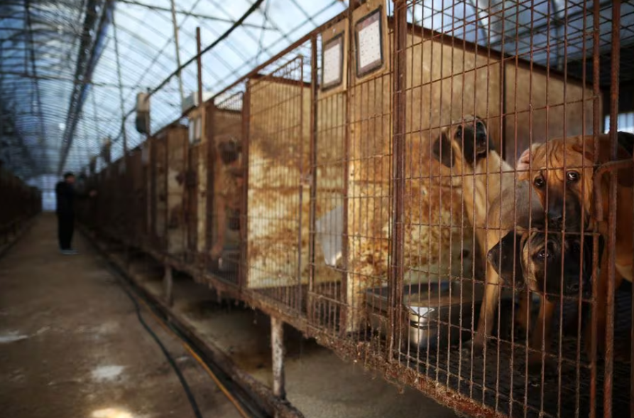 Tại Hàn Quốc, ăn hay kinh doanh thịt chó có thể bị phạt tù tới ba năm- Ảnh 1.