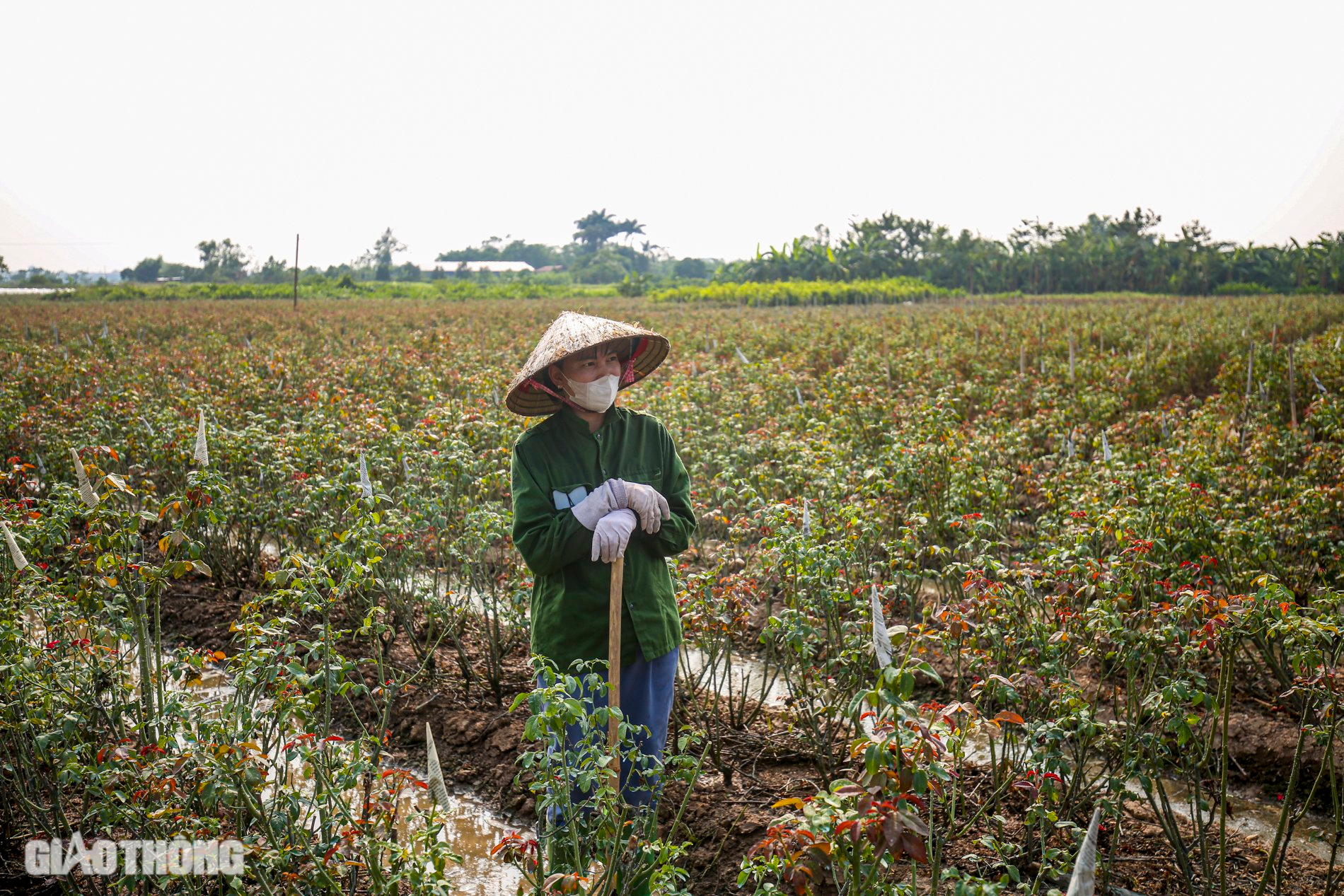 Thủ phủ hoa hồng ở Hà Nội mất mùa dịp 20/10, người dân mót từng bông bán với giá bèo bọt- Ảnh 2.