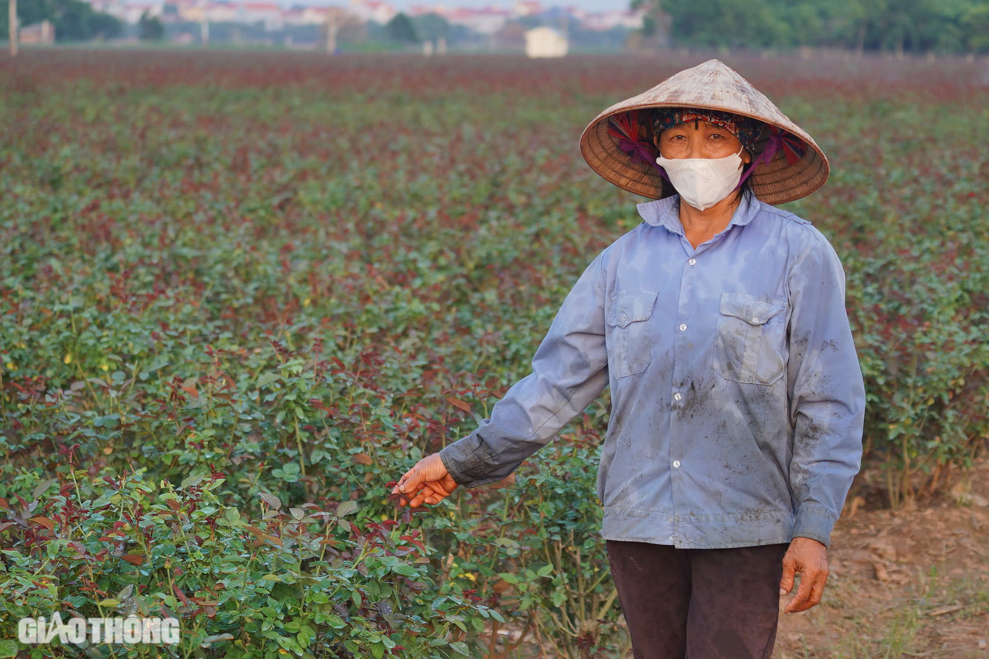 Thủ phủ hoa hồng ở Hà Nội mất mùa dịp 20/10, người dân mót từng bông bán với giá bèo bọt- Ảnh 7.