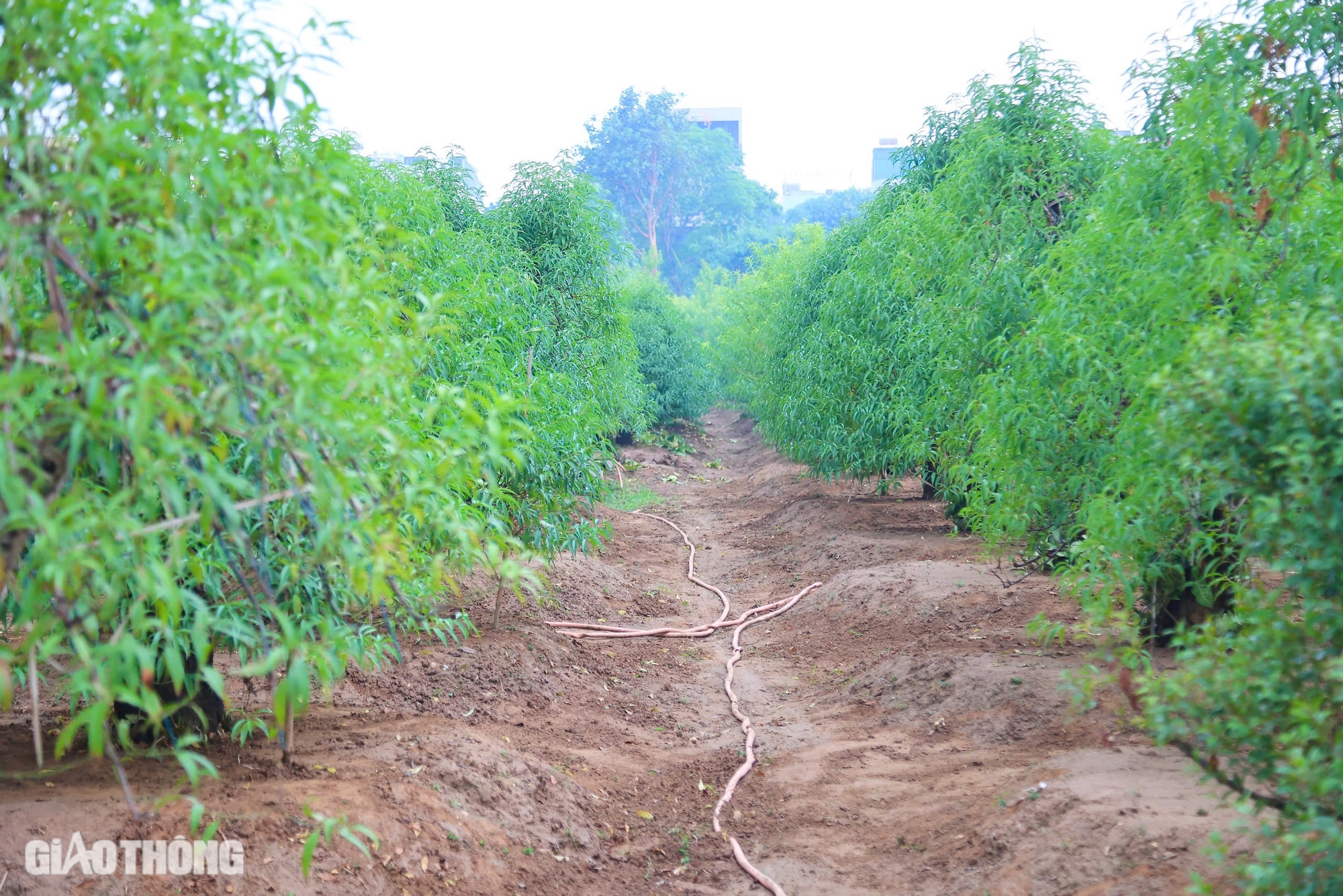 Nỗ lực hồi sinh vựa trồng đào lớn nhất Hà Nội để phục vụ Tết- Ảnh 10.