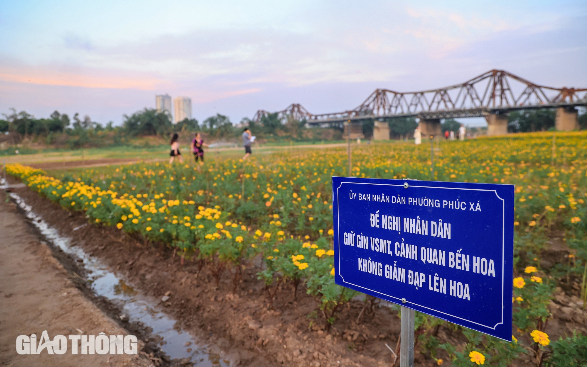 Ngắm vườn hoa đang độ khoe sắc dưới chân cầu Long Biên- Ảnh 4.