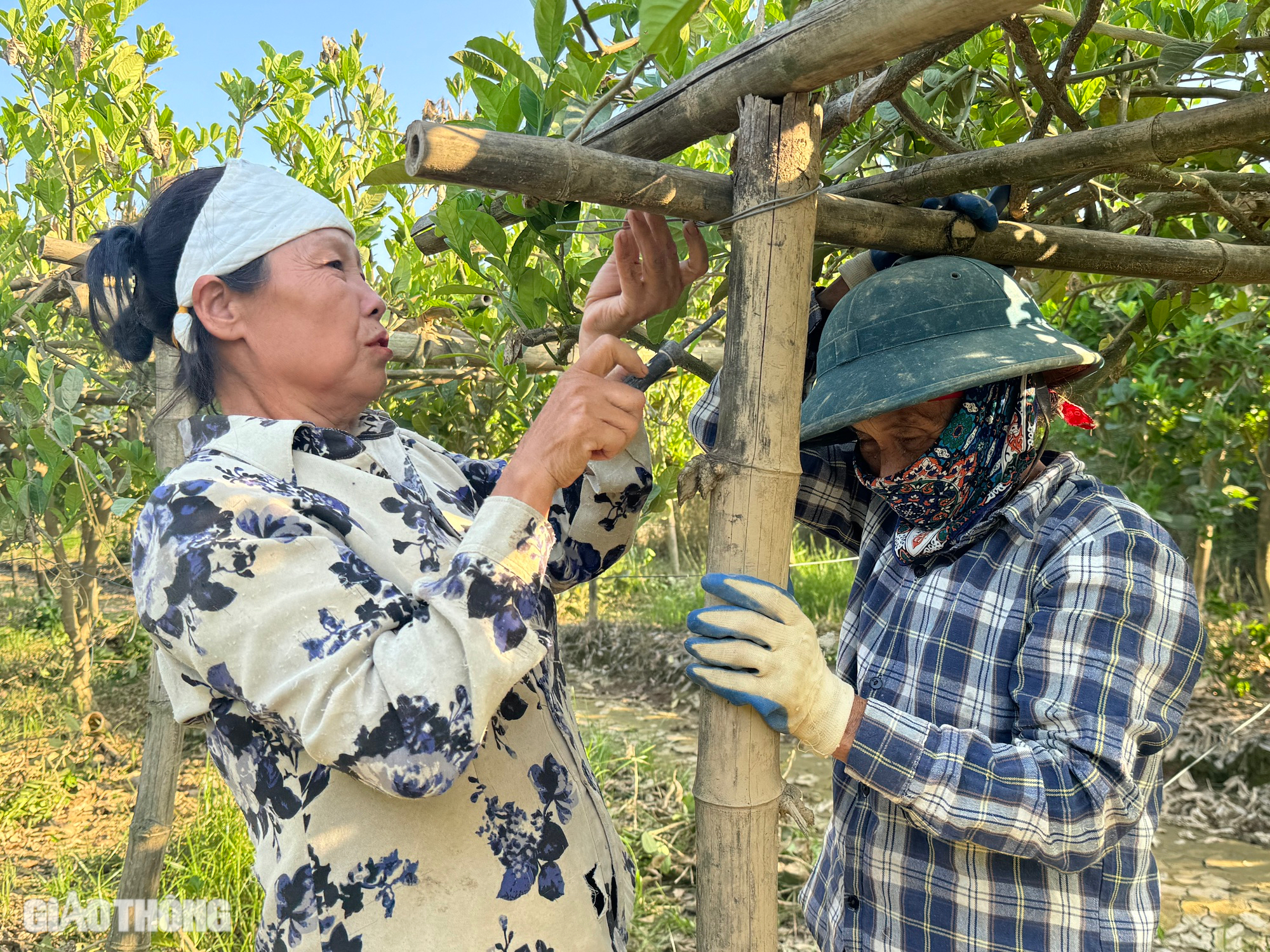 Vì sao vựa trồng phật thủ lớn nhất Hà Nội không được cấp điện để phục hồi sản xuất?- Ảnh 2.