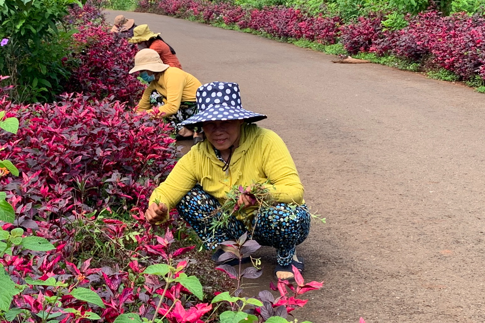 Rực rỡ những tuyến đường hoa ở vùng thôn quê Bà Rịa - Vũng Tàu- Ảnh 13.