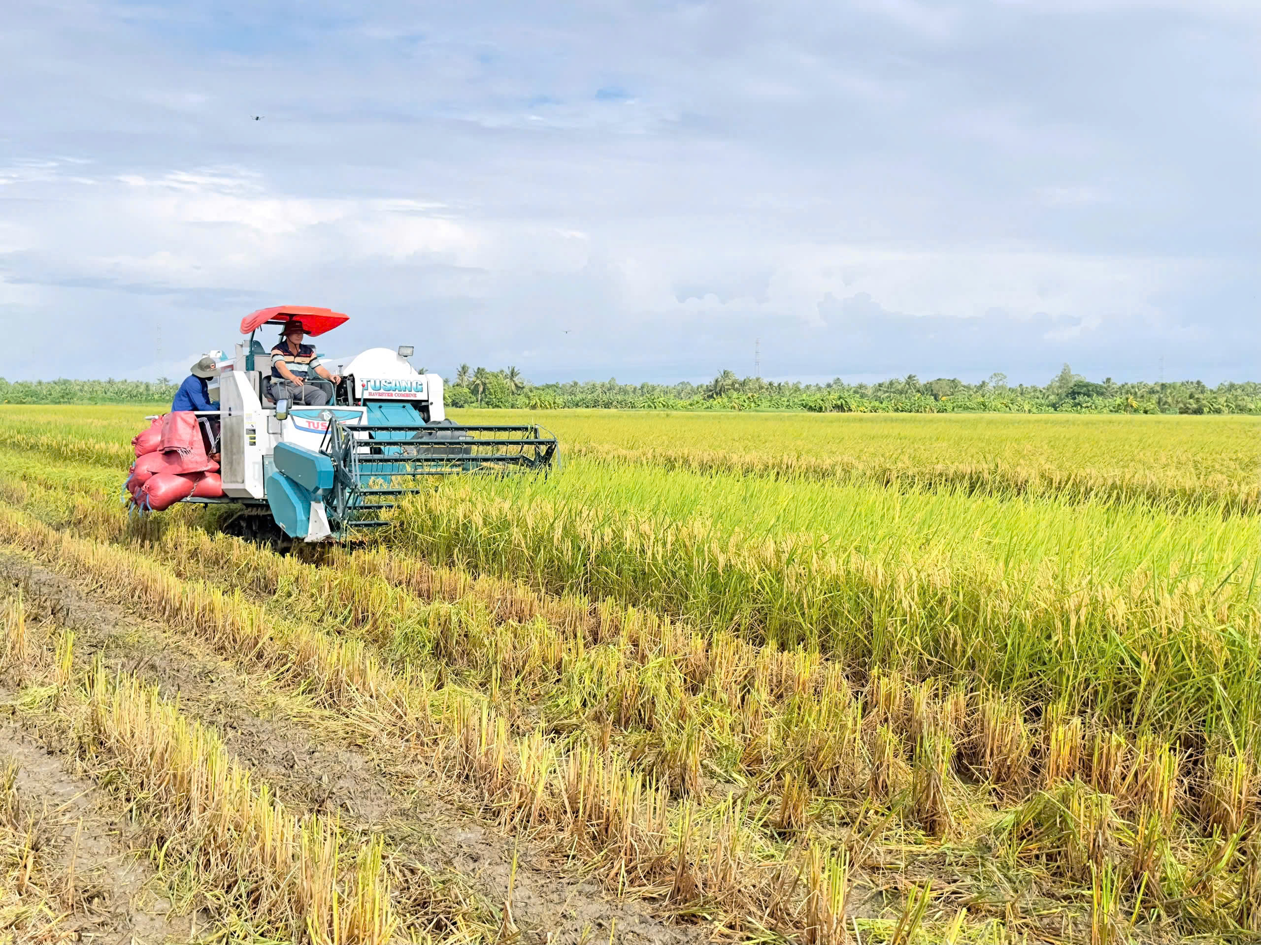 Vì sao nông sản ĐBSCL khó tiếp cận vay vốn tín dụng?- Ảnh 2.