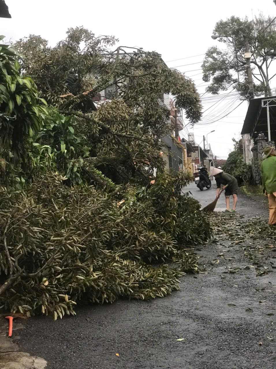 Mưa lớn kèm dông lốc, nhiều tuyến đường Lâm Đồng ngập nặng, cây cối ngã đổ- Ảnh 6.