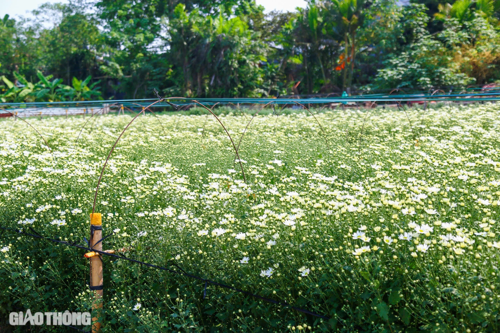 Tất bật thu hoạch cúc họa mi sót lại sau bão Yagi, bán giá đắt gấp đôi- Ảnh 3.