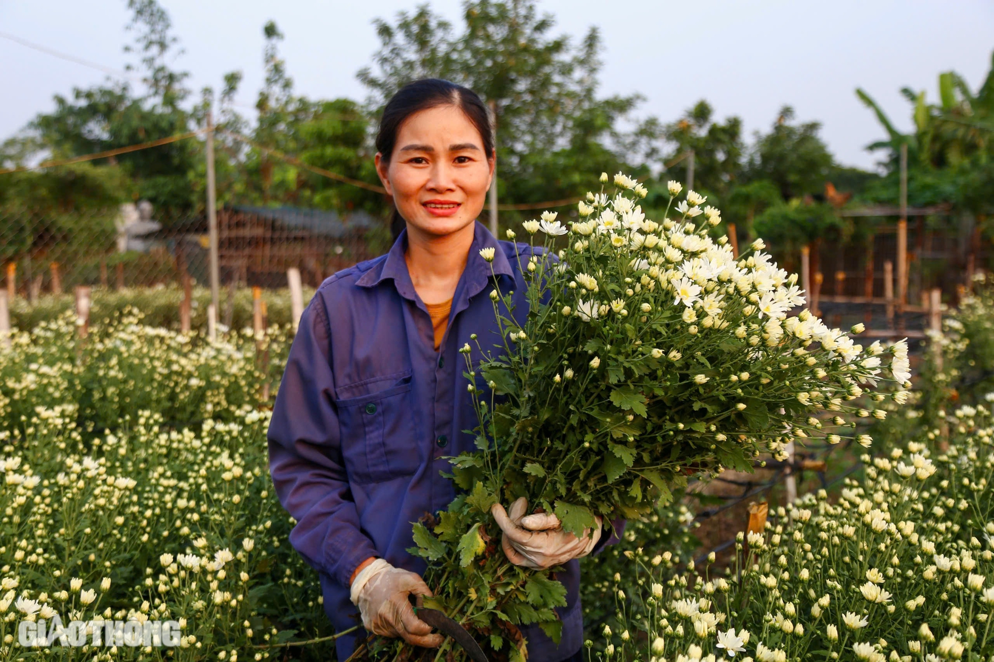 Tất bật thu hoạch cúc họa mi sót lại sau bão Yagi, bán giá đắt gấp đôi- Ảnh 6.