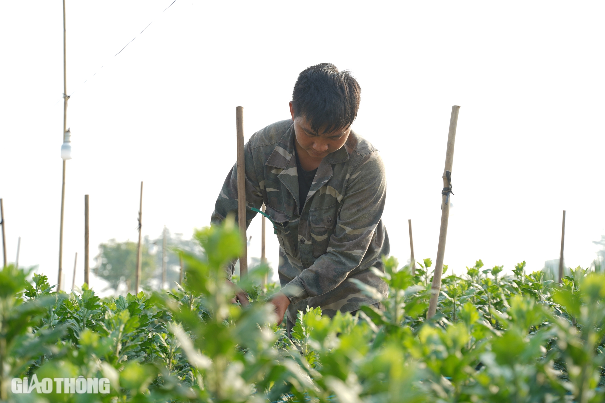 Hồi sinh thành công vựa hoa lớn nhất Hà Nội, dân Mê Linh hối hả chuẩn bị vụ Tết- Ảnh 6.