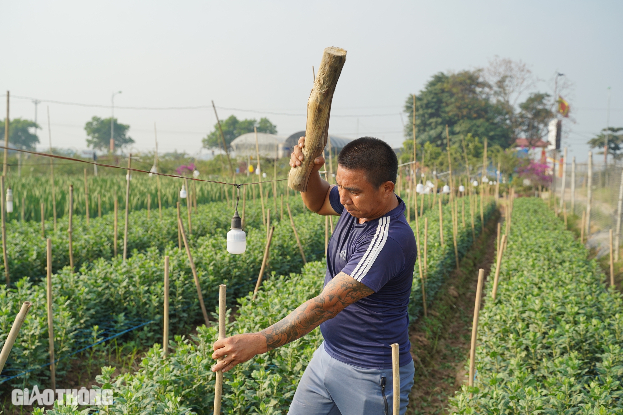 Hồi sinh thành công vựa hoa lớn nhất Hà Nội, dân Mê Linh hối hả chuẩn bị vụ Tết- Ảnh 3.